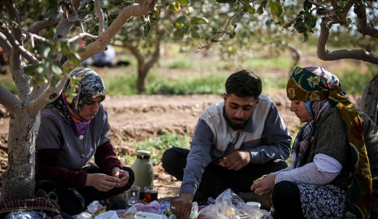 برداشت پسته در شهرستان نیشابور