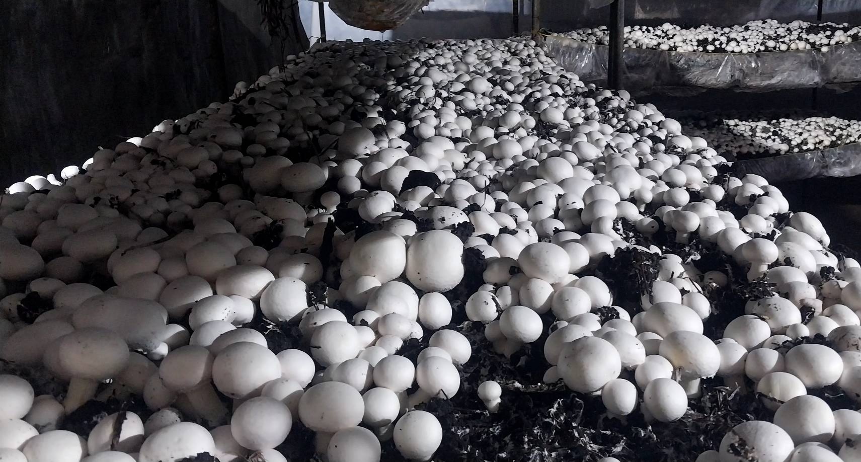 کارآفرینی باپرورش قارچ خانگی در شوشتر به همت جوان بسیجی