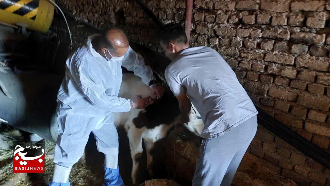 از پیرجد تا کلهجو؛ ۴۰۰۰ رأس دام زیر چتر جهادِ امید و خدمت در مکتب ولایت از پیرجد تا کلهجو؛ ۴۰۰۰ رأس دام زیر چتر جهادِ امید و خدمت در مکتب ولایت