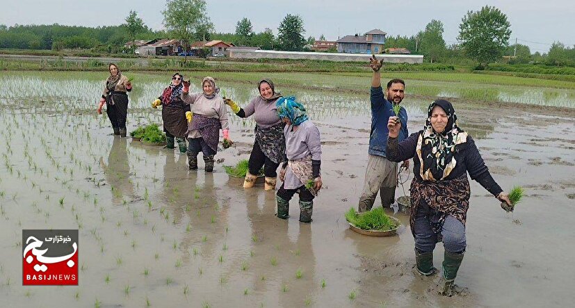 روایتِ نشای برنج و رزمندگی در میدان اقتصاد با شعار «ما می توانیم »