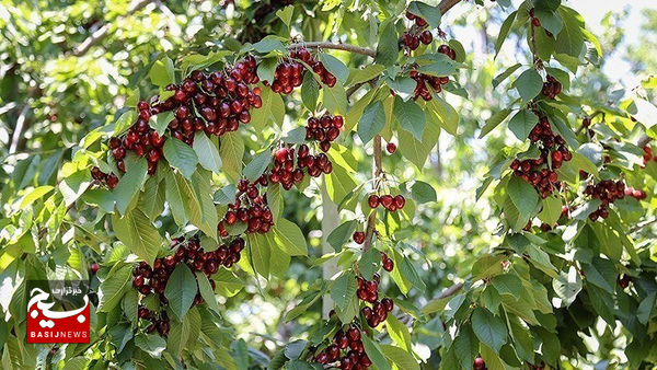 میوههای بهاری باغات اردبیل را از دست ندهید میوههای بهاری باغات اردبیل را از دست ندهید
