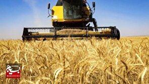 تسهیل دسترسی کشاورزان خوزستانی به اعتبارات بانکی در طرح گندم