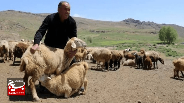 این گروه ۳۵ درصد گوشت قرمز استان اردبیل را تأمین میکند این گروه ۳۵ درصد گوشت قرمز استان اردبیل را تأمین میکند