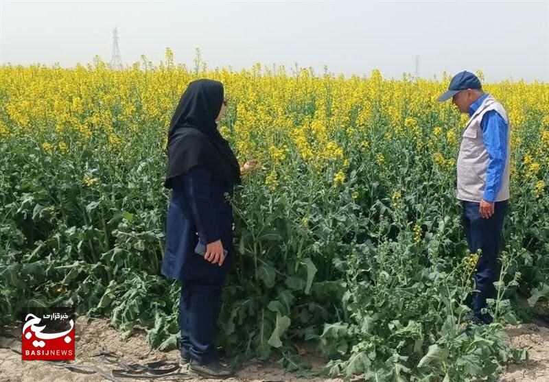 تولید کلزا در بیلهسوار در مسیر خودکفایی روغن تولید کلزا در بیلهسوار در مسیر خودکفایی روغن