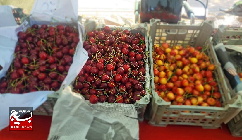 ششمین بازارچه بومی و محلی گیلاس فشند؛ حمایت مستقیم از باغداران و رونق اقتصاد روستایی + تصاویر