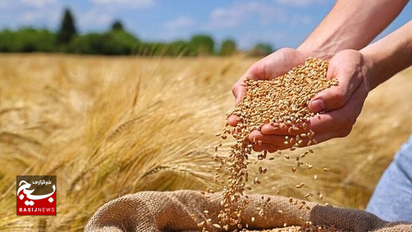خرید گندم در اردبیل به ۲۳۰هزار تن رسید خرید گندم در اردبیل به ۲۳۰هزار تن رسید