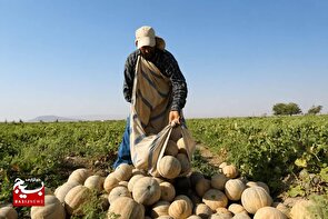 جعفرآباد قطب تولید طالبی کشور