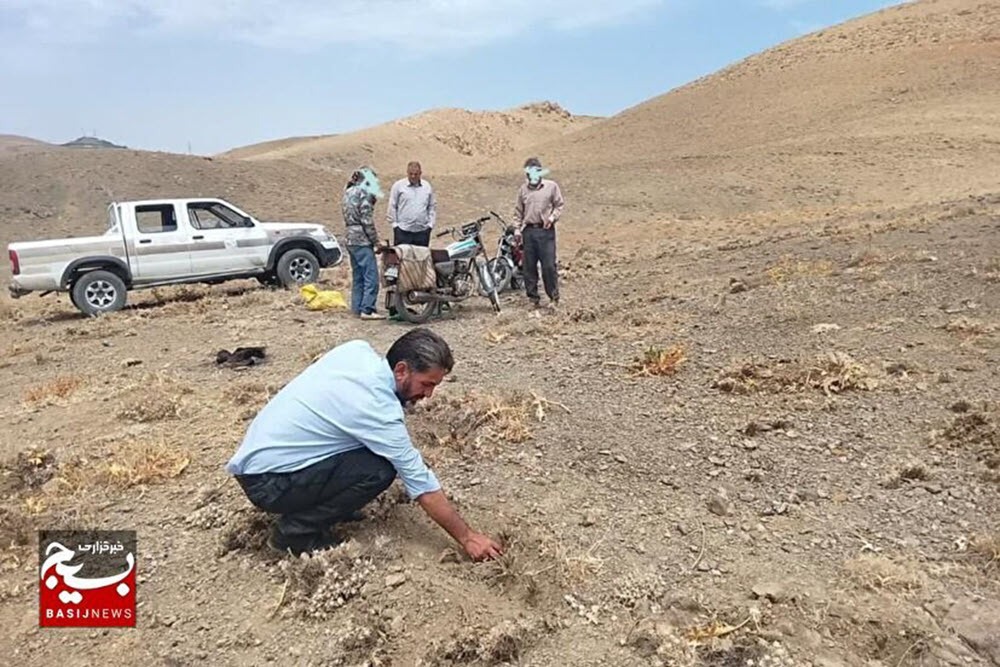 برداشت غیرمجاز کتیرا در «کوهانی» متوقف شد