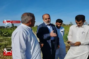 بیش از ۵ هزار هکتار موزستان در زرآباد پایتخت موز کشور وجود دارد