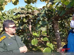 جشن شکرگزاری با برپایی جشنواره کیوی در چالوس