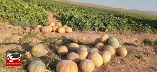پیش&zwnj;بینی برداشت ۲۰ هزار تن طالبی از جالیزارهای کاشمر