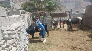 واکسیناسیون بیش از یک&zwnj;هزار و ۸۵۰ رأس دام علیه تب برفکی در مناطق روستایی و عشایری بخش کیشکور