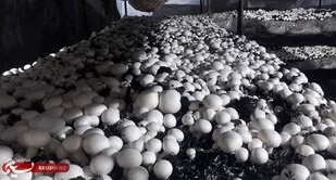 کارآفرینی باپرورش قارچ خانگی در شوشتر به همت جوان بسیجی