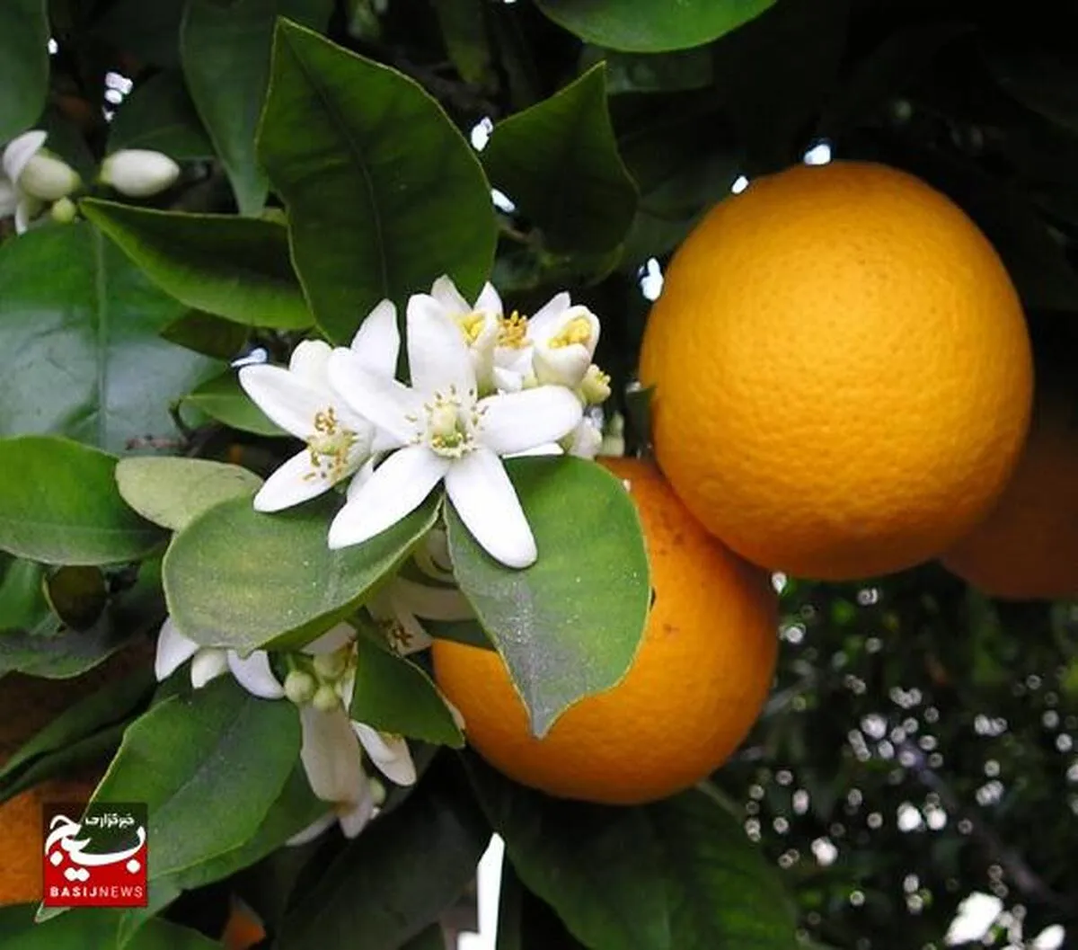دزفول، میزبان جشنواره تولید مرکبات سالم
