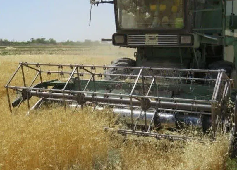 آغاز برداشت گندم از مزارع کشاورزی خرمشهر