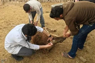 معاینه و درمان جهادی 7500 رأس دام در مناطق عشایری بازفت
