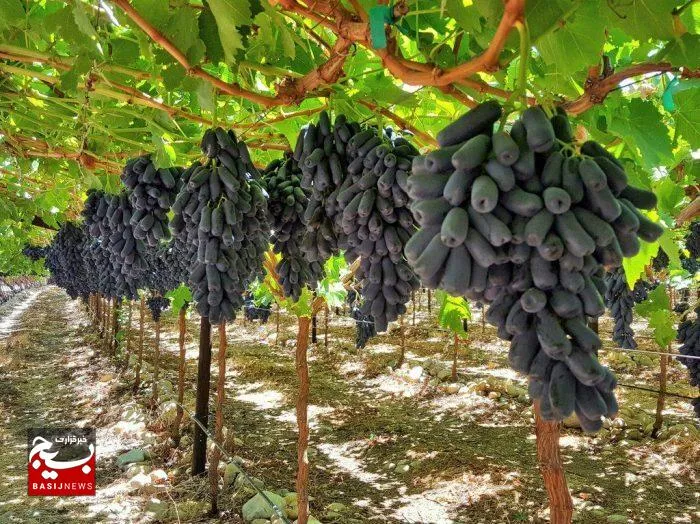 برداشت انگور موندراپ برای اولین‌بار در خلیل‌آباد