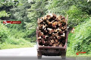 کاهش قاچاق چوب در شهرستان خلیل آباد / قاچاق چوب به صفر رسید