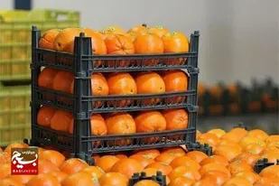 ذخیره&zwnj;سازی دو برابری میوه شب عید در قزوین/ تامین پایدار مرغ و کالاهای اساسی برای ماه مبارک رمضان و نوروز