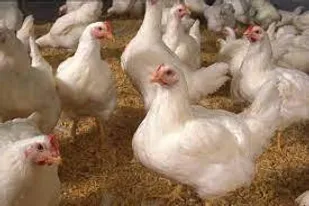 برخورد با عرضه&zwnj;کنندگان مرغ زنده در بهبهان