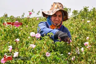 برداشت گل محمدی از باغات شهرستان بهار