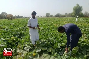 آغاز برداشت کدوسبز از اراضی کشاورزی شهرستان راسک