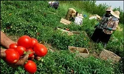 ارائه مشاوره های کشاورزی توسط جهادگران بسیجی در اسدآباد