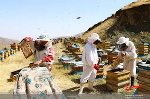 برداشت عسل بهاره از زنبورستان&zwnj;های استان اردبیل آغاز شد