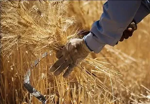 خرید تضمینی گندم قزوین از ۲۱۰ هزار تن عبور کرد/ رشد ۳.۷ درصدی نسبت به سال گذشته