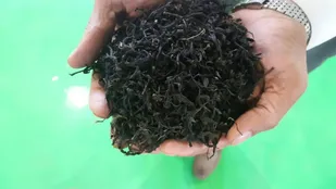 افزودن هر نوع رنگ به چای غیرمجاز است
