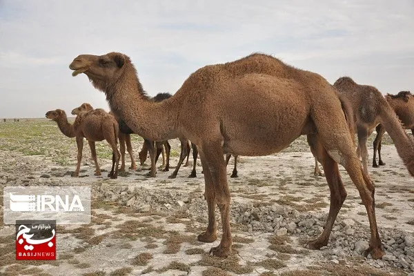 سیستان و بلوچستان دارای بیش‌از سه میلیون جمعیت دامی است