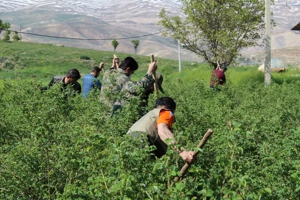حضور جهادگران بسیجی در مزارع فارسان برای کمک به کشاورزان