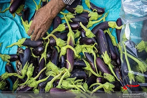 صادرات ۲۵۳ تن بادمجان گلخانه‌ای خاش به خارج از کشور