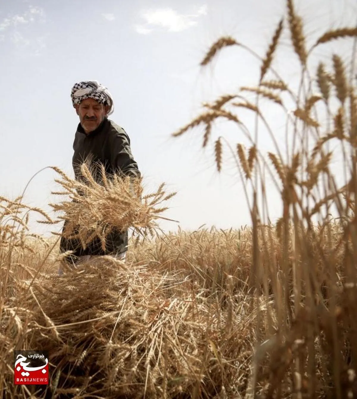 مدیریت صحیح زراعی عامل تعیین کننده در موفقیت کشت گندم