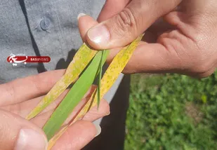 پایش مزارع گندم برای پیشگیری از زنگ زرد ضروری است
