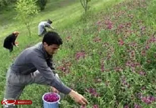 زمینه اشتغال در کردستان با کشت گیاهان دارویی