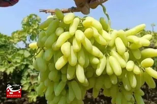 شیرینی انگور بردسکن زیر سایه کم&zwnj;آبی؛ باغداران چشم&zwnj;انتظار صنایع تبدیلی