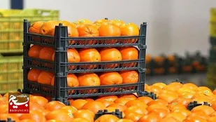 آغاز طرح توزیع میوه تنظیم بازار نوروزی در نقاط مختلف سطح شهر قزوین