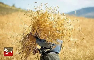رفع مشکل ثبت اطلاعات گندم&zwnj;کاران