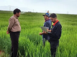 بیش&zwnj;از پنج هزار و ۲۷۵ هکتار  کشت قراردادی در شهرستان تبریز  ثبت شد