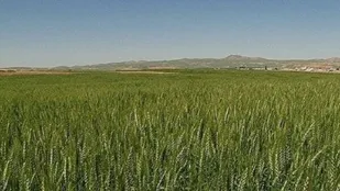 ایجاد ۵۲ پایگاه نوآوری برای توسعه دیمزار&zwnj;های کشور