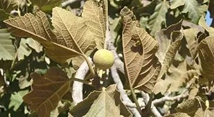 قطب انجیر ایران در آستانه خشکیدن