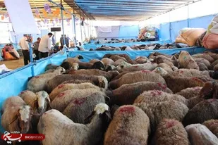 راه اندازی 10 جایگاه عرضه بهداشتی دام در کرج