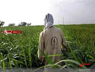 افتتاح طرح &laquo;بسیج همگام باکشاورز&raquo;در مازندران