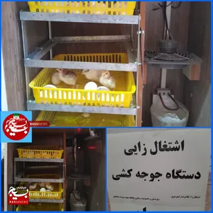 اشتغال زایی جهادی با دستگاه جوجه کشی در هندیجان