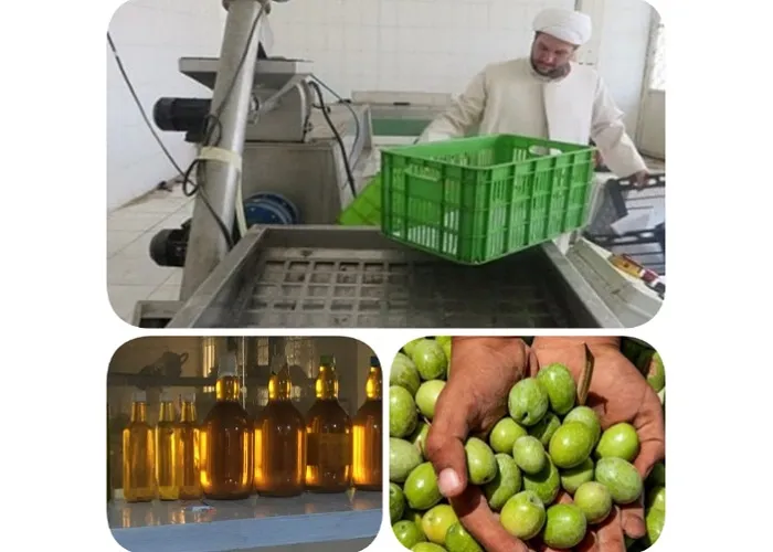 تولید سالانه ۶ تن روغن زیتون توسط کارآفرین بسیجی ایلامی