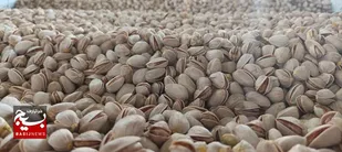 درآمد ۳۲۰۰ میلیارد تومانی باغداران نیشابور از برداشت پسته