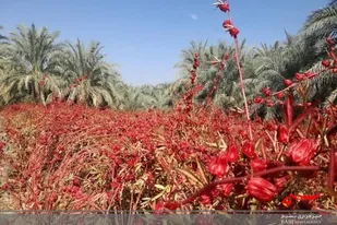 سیستان و بلوچستان قطب تولید "چای ترش" در ایران/ ده تن چای ترش از اراضی شهرستان بمپور برداشت شد
