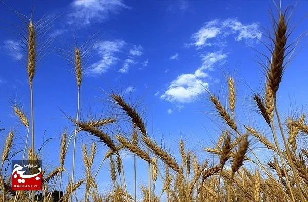 ۸۰ درصد گندم خوزستان آماده برداشت