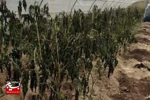 سرمای شدید بیش از ۲۰۰ میلیارد تومان به بخش کشاورزی سیستان خسارت زد